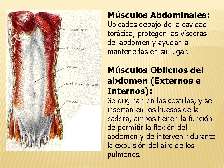 Músculos Abdominales: Ubicados debajo de la cavidad torácica, protegen las vísceras del abdomen y