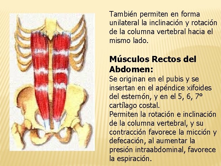 También permiten en forma unilateral la inclinación y rotación de la columna vertebral hacia