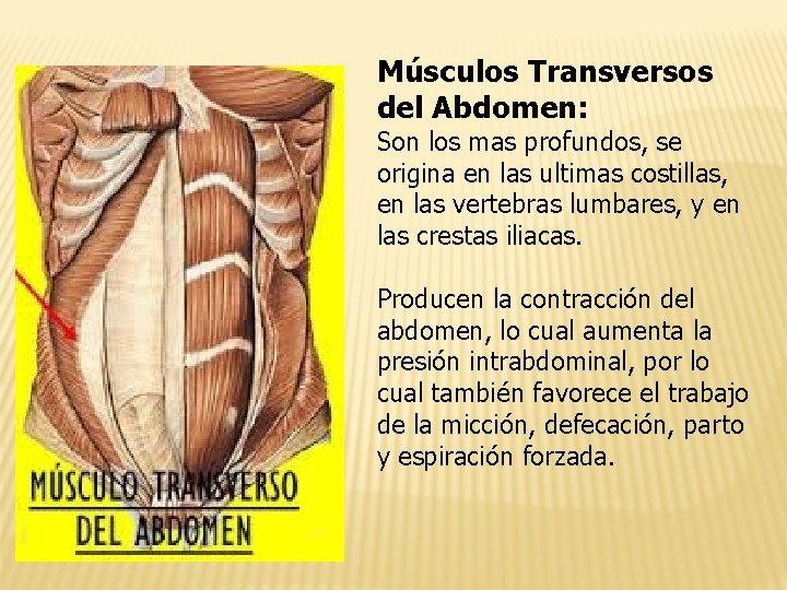 Músculos Transversos del Abdomen: Son los mas profundos, se origina en las ultimas costillas,