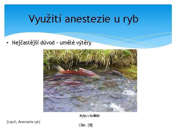 Využití anestezie u ryb • Nejčastější důvod – umělé výtěry Ryby v trdlišti (Lepič,