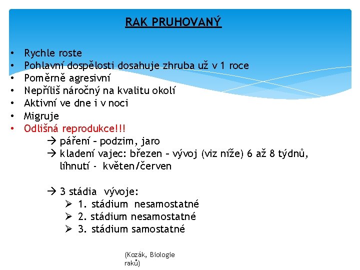 RAK PRUHOVANÝ • • Rychle roste Pohlavní dospělosti dosahuje zhruba už v 1 roce