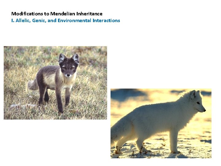 Modifications to Mendelian Inheritance I. Allelic, Genic, and Environmental Interactions 