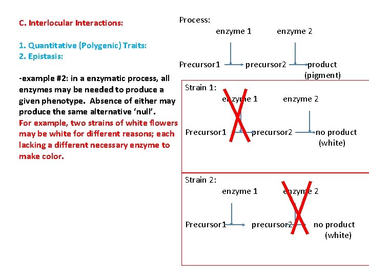 C. Interlocular Interactions: 1. Quantitative (Polygenic) Traits: 2. Epistasis: Process: enzyme 1 Precursor 1