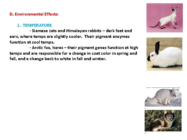 D. Environmental Effects: 1. TEMPERATURE - Siamese cats and Himalayan rabbits – dark feet