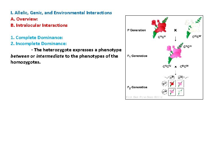 I. Allelic, Genic, and Environmental Interactions A. Overview: B. Intralocular Interactions 1. Complete Dominance: