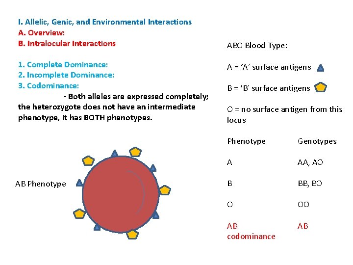 I. Allelic, Genic, and Environmental Interactions A. Overview: B. Intralocular Interactions 1. Complete Dominance: