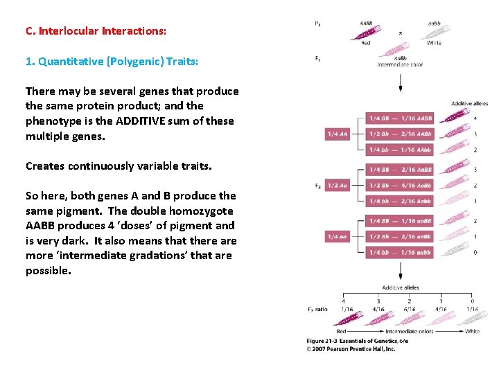 C. Interlocular Interactions: 1. Quantitative (Polygenic) Traits: There may be several genes that produce