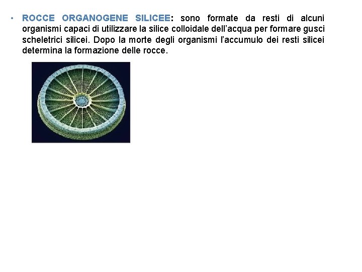  • ROCCE ORGANOGENE SILICEE: sono formate da resti di alcuni organismi capaci di