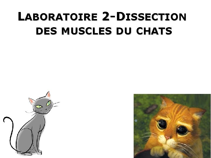 LABORATOIRE 2 -DISSECTION DES MUSCLES DU CHATS 