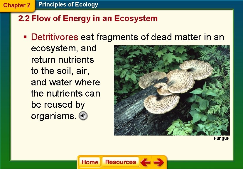 Chapter 2 Principles of Ecology 2. 2 Flow of Energy in an Ecosystem §