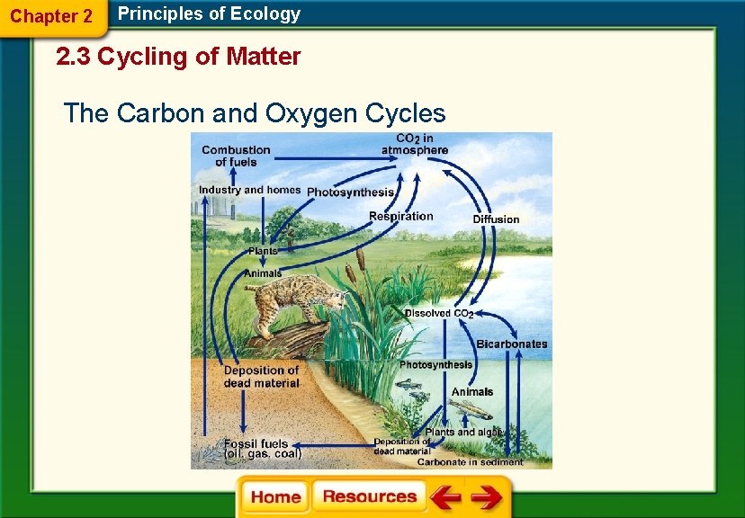 Chapter 2 Principles of Ecology 2. 3 Cycling of Matter The Carbon and Oxygen