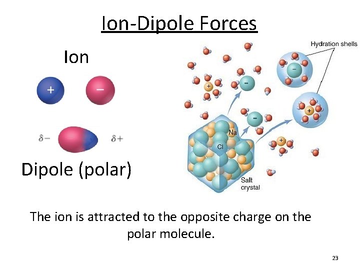 Ion-Dipole Forces Ion Dipole (polar) The ion is attracted to the opposite charge on