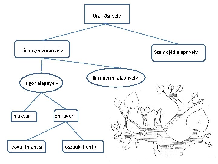 Uráli ősnyelv Finnugor alapnyelv Szamojéd alapnyelv finn-permi alapnyelv ugor alapnyelv magyar vogul (manysi) obi-ugor