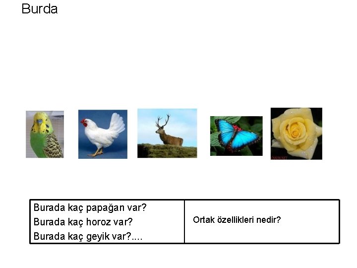 Burda Burada kaç papağan var? Burada kaç horoz var? Burada kaç geyik var? .