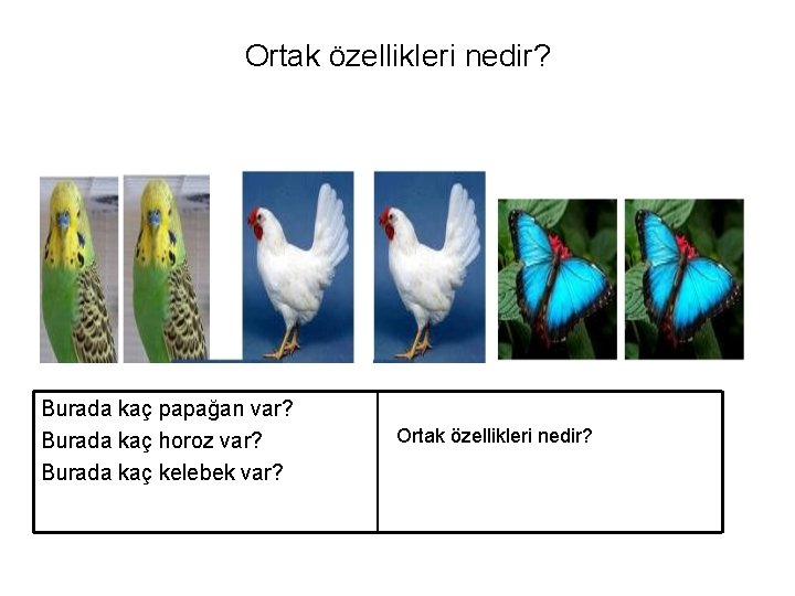 Ortak özellikleri nedir? Burada kaç papağan var? Burada kaç horoz var? Burada kaç kelebek