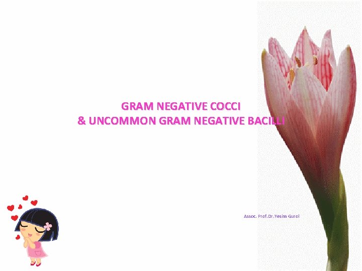 GRAM NEGATIVE COCCI & UNCOMMON GRAM NEGATIVE BACILLI Assoc. Prof. Dr. Yesim Gurol 