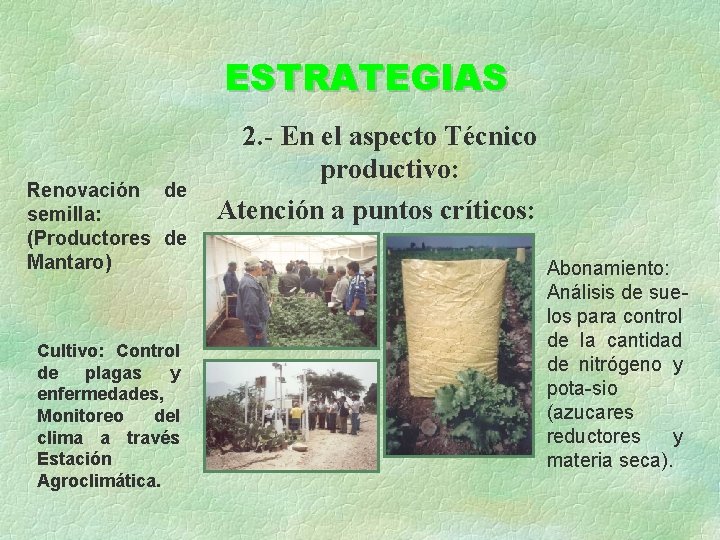 ESTRATEGIAS Renovación de semilla: (Productores de Mantaro) Cultivo: Control de plagas y enfermedades, Monitoreo