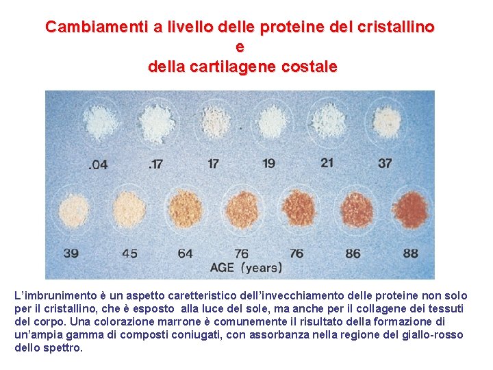Cambiamenti a livello delle proteine del cristallino e della cartilagene costale L’imbrunimento è un