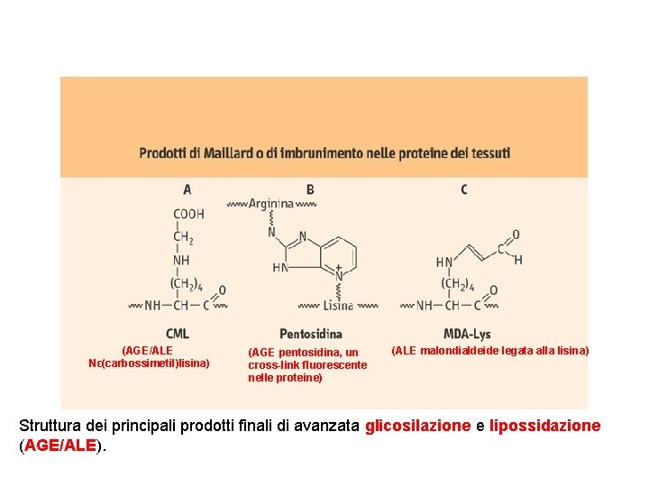 (AGE/ALE Nε(carbossimetil)lisina) (AGE pentosidina, un cross-link fluorescente nelle proteine) (ALE malondialdeide legata alla lisina)