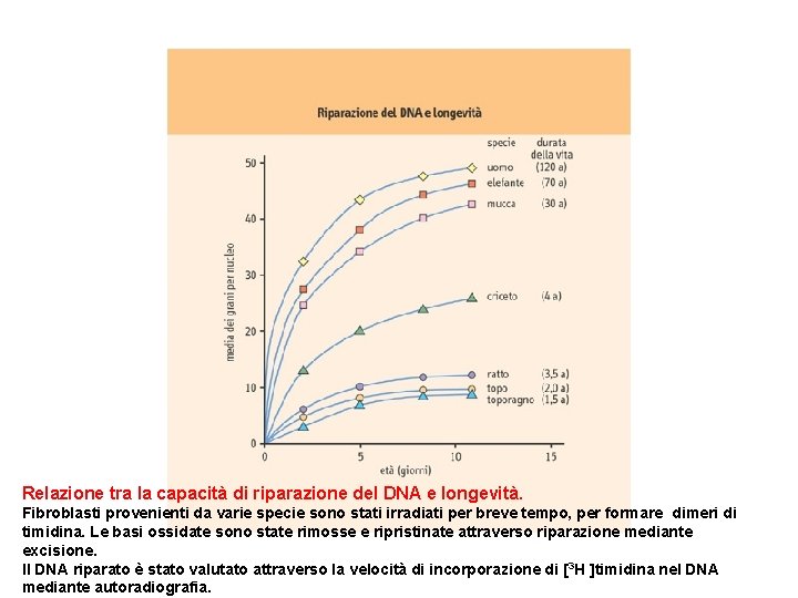 Relazione tra la capacità di riparazione del DNA e longevità. Fibroblasti provenienti da varie