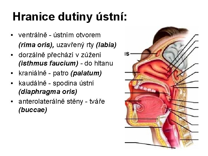 Hranice dutiny ústní: • ventrálně - ústním otvorem (rima oris), uzavřený rty (labia) •