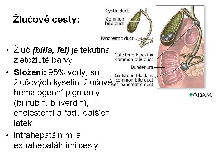 Žlučové cesty: • Žluč (bilis, fel) je tekutina zlatožluté barvy • Složení: 95% vody,