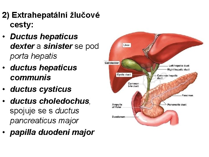 2) Extrahepatální žlučové cesty: • Ductus hepaticus dexter a sinister se pod porta hepatis