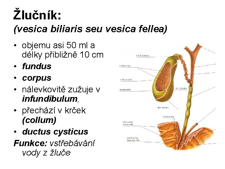 Žlučník: (vesica biliaris seu vesica fellea) • objemu asi 50 ml a délky přibližně