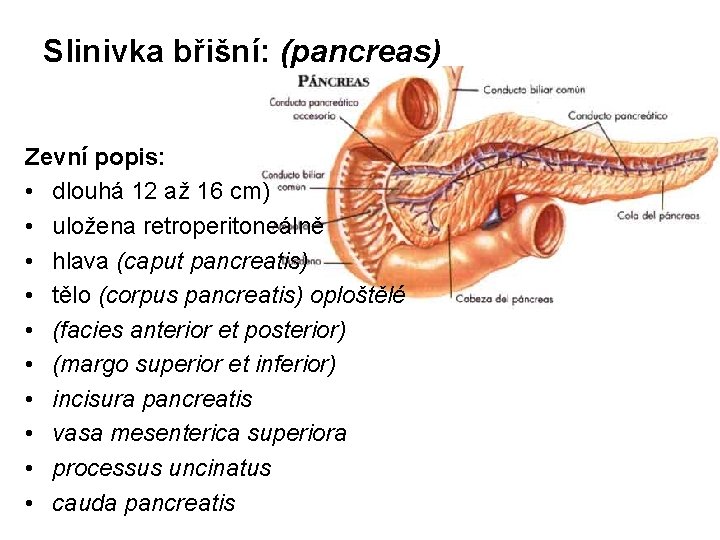 Slinivka břišní: (pancreas) Zevní popis: • dlouhá 12 až 16 cm) • uložena retroperitoneálně