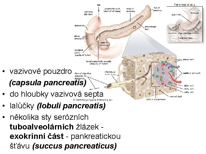  • vazivové pouzdro (capsula pancreatis) • do hloubky vazivová septa • lalůčky (lobuli