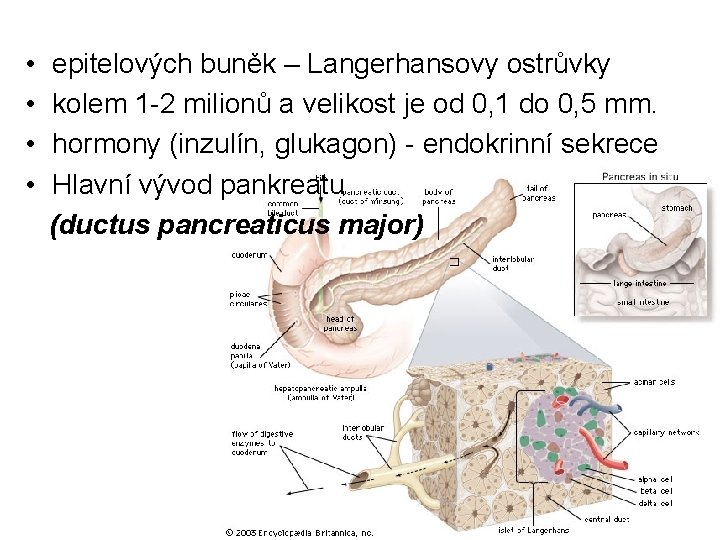  • • epitelových buněk – Langerhansovy ostrůvky kolem 1 -2 milionů a velikost