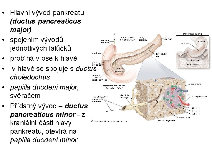  • Hlavní vývod pankreatu (ductus pancreaticus major) • spojením vývodů jednotlivých lalůčků •