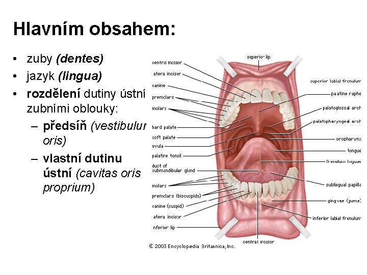 Hlavním obsahem: • zuby (dentes) • jazyk (lingua) • rozdělení dutiny ústní zubními oblouky: