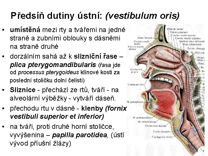 Předsíň dutiny ústní: (vestibulum oris) • umístěná mezi rty a tvářemi na jedné straně