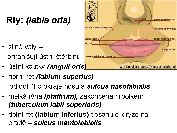 Rty: (labia oris) • silné valy – ohraničují ústní štěrbinu • ústní koutky (anguli