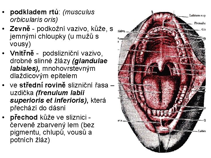  • podkladem rtů: (musculus orbicularis oris) • Zevně - podkožní vazivo, kůže, s