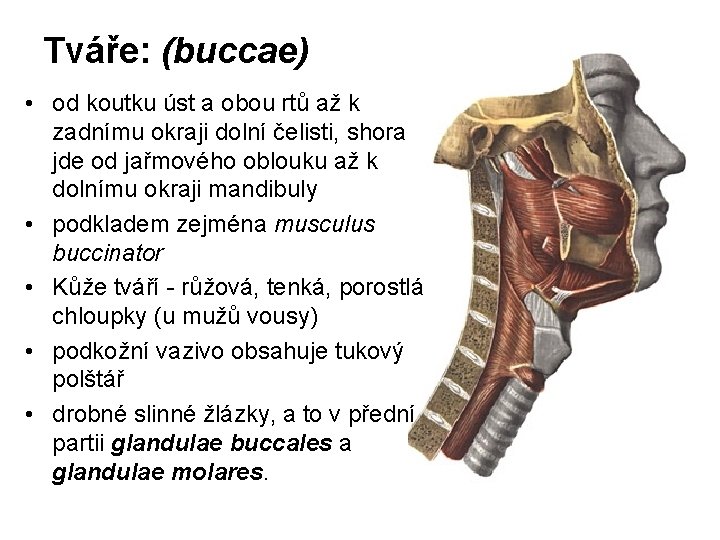 Tváře: (buccae) • od koutku úst a obou rtů až k zadnímu okraji dolní