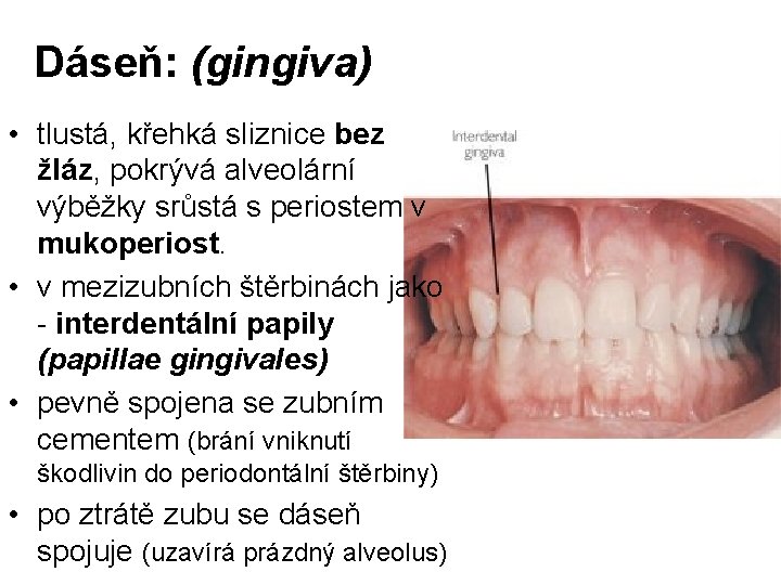 Dáseň: (gingiva) • tlustá, křehká sliznice bez žláz, pokrývá alveolární výběžky srůstá s periostem