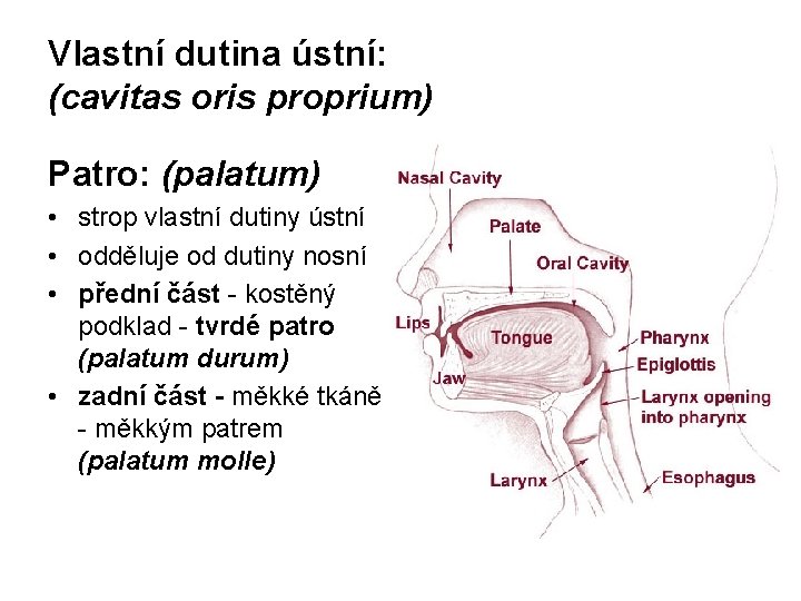 Vlastní dutina ústní: (cavitas oris proprium) Patro: (palatum) • strop vlastní dutiny ústní •