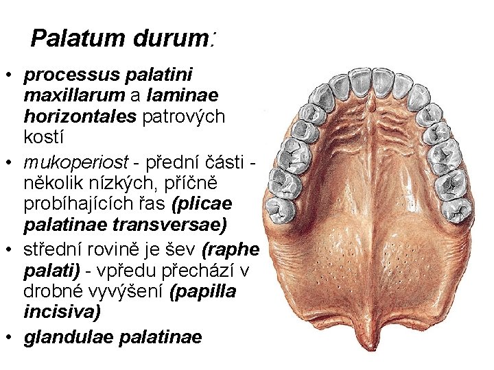 Palatum durum: • processus palatini maxillarum a laminae horizontales patrových kostí • mukoperiost -