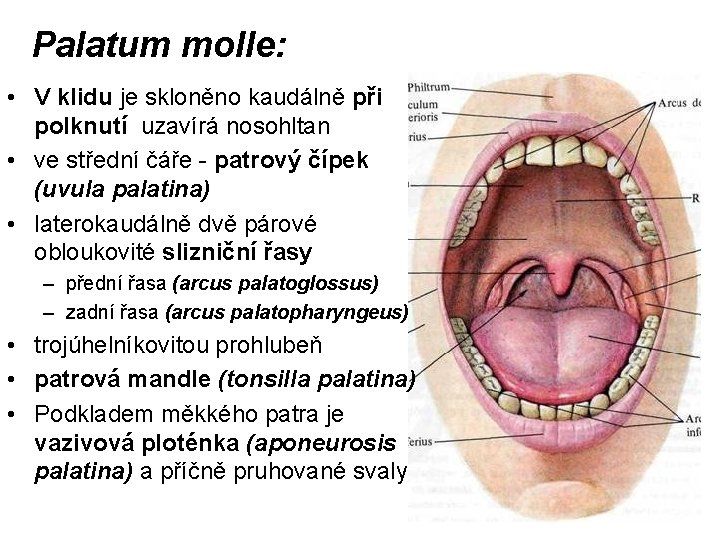 Palatum molle: • V klidu je skloněno kaudálně při polknutí uzavírá nosohltan • ve