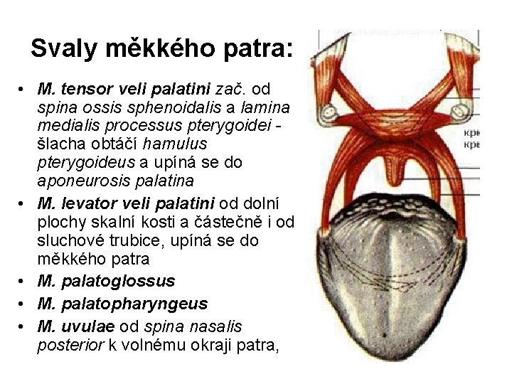 Svaly měkkého patra: • M. tensor veli palatini zač. od spina ossis sphenoidalis a