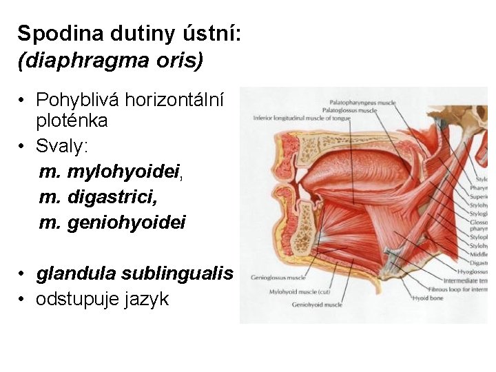 Spodina dutiny ústní: (diaphragma oris) • Pohyblivá horizontální ploténka • Svaly: m. mylohyoidei, m.