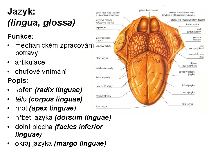 Jazyk: (lingua, glossa) Funkce: • mechanickém zpracování potravy • artikulace • chuťové vnímání Popis: