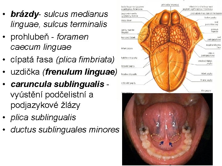  • brázdy- sulcus medianus linguae, sulcus terminalis • prohlubeň - foramen caecum linguae