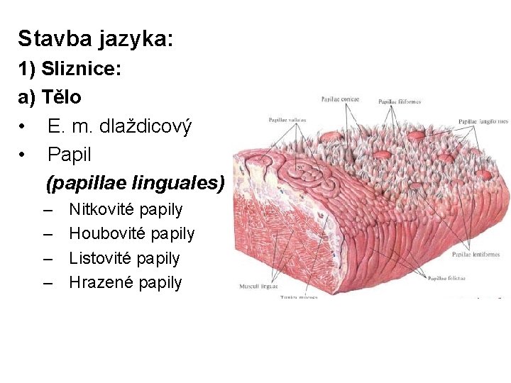 Stavba jazyka: 1) Sliznice: a) Tělo • E. m. dlaždicový • Papil (papillae linguales)