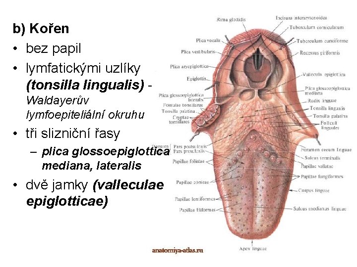 b) Kořen • bez papil • lymfatickými uzlíky (tonsilla lingualis) Waldayerův lymfoepiteliální okruhu •