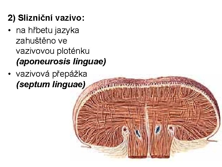 2) Slizniční vazivo: • na hřbetu jazyka zahuštěno ve vazivovou ploténku (aponeurosis linguae) •