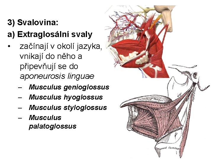 3) Svalovina: a) Extraglosální svaly • začínají v okolí jazyka, vnikají do něho a