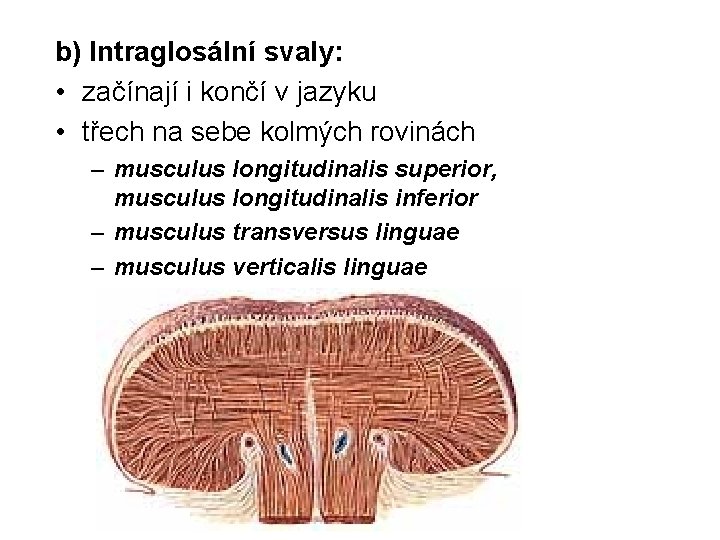 b) Intraglosální svaly: • začínají i končí v jazyku • třech na sebe kolmých